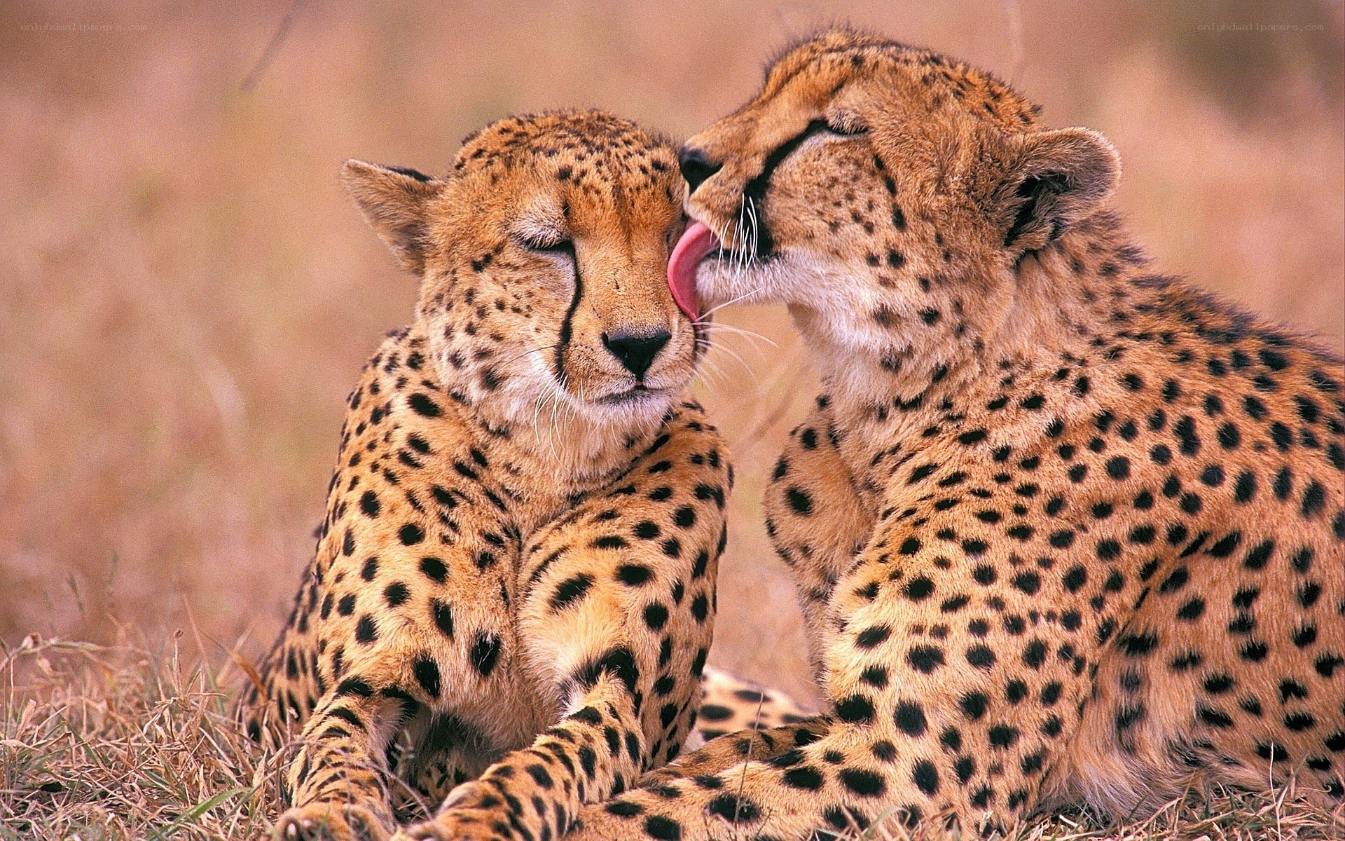 Two cheetahs grooming each other