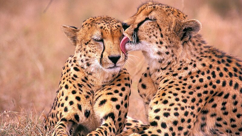 Two cheetahs grooming each other