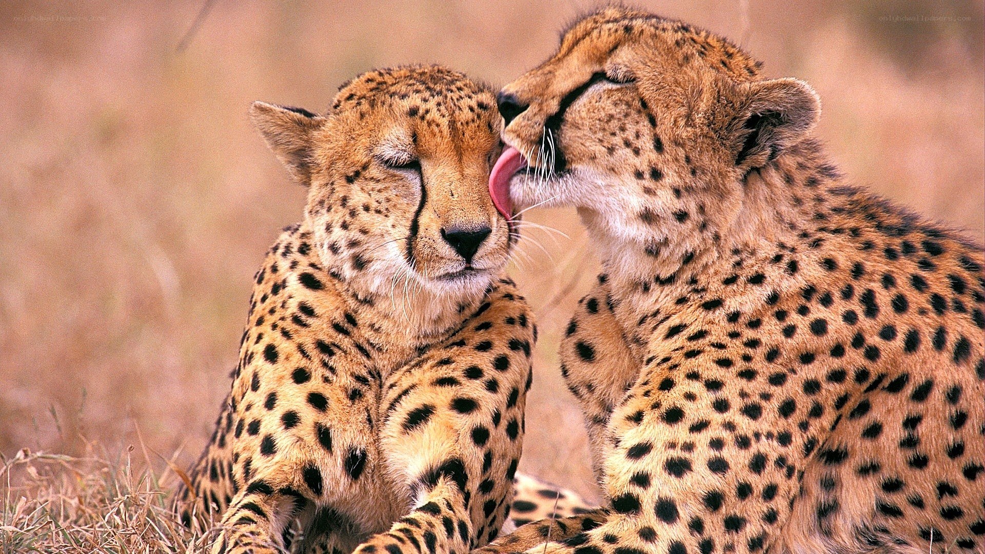 Two cheetahs grooming each other