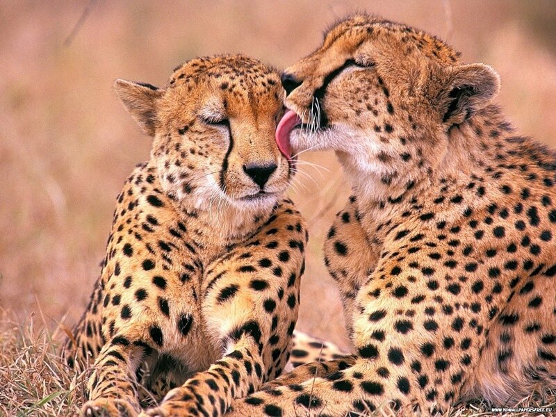 Two cheetahs grooming each other