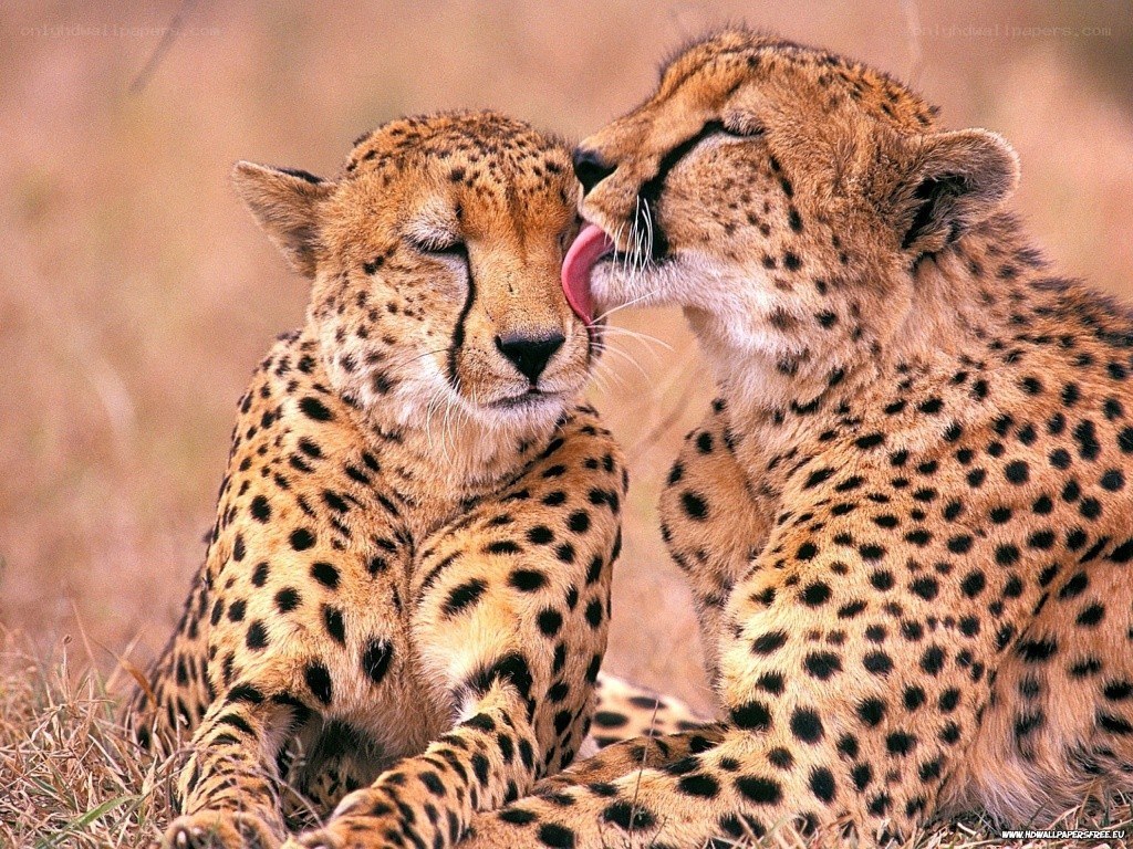 Two cheetahs grooming each other