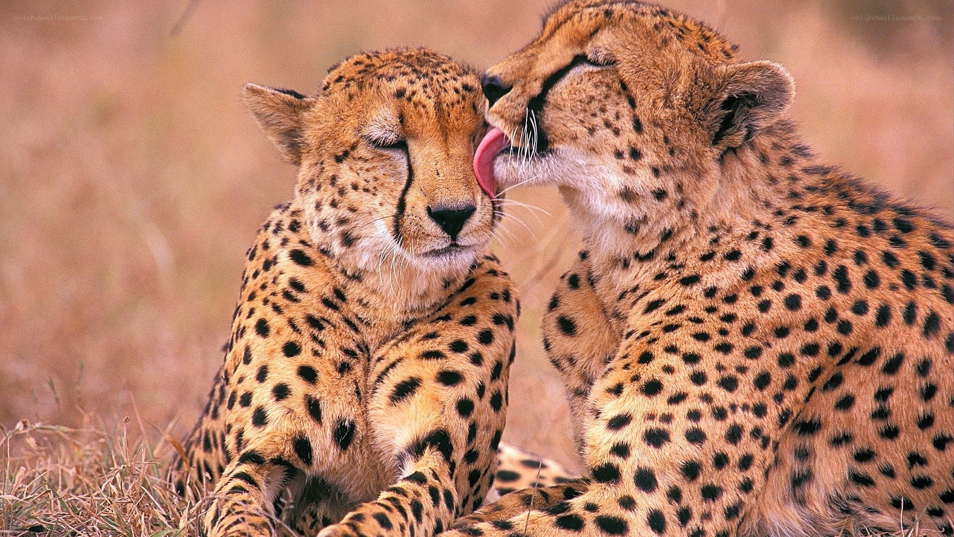 Two cheetahs grooming each other