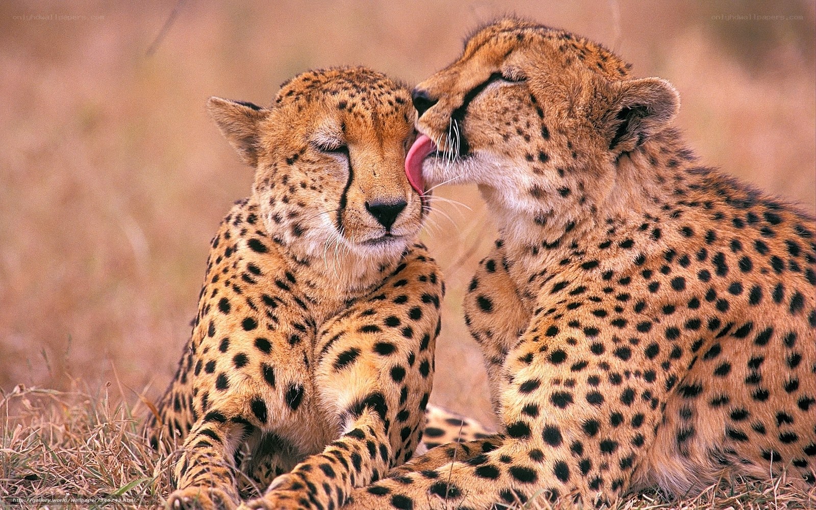 Two cheetahs grooming each other