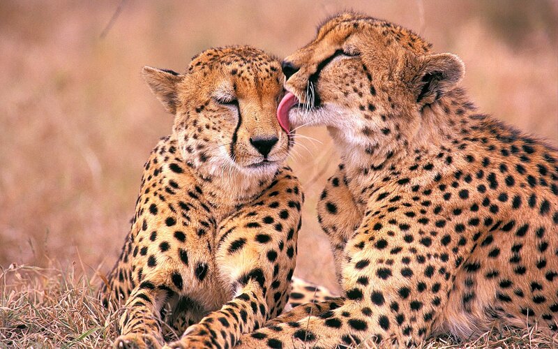 Two Cheetahs Grooming — Tan, Calm, Afternoon, Photograph, Grass, Wildlife, Black, Brown