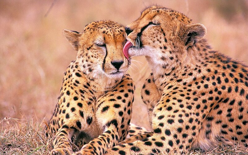 Two Cheetahs Grooming — Tan, Calm, Afternoon, Photograph, Grass, Wildlife