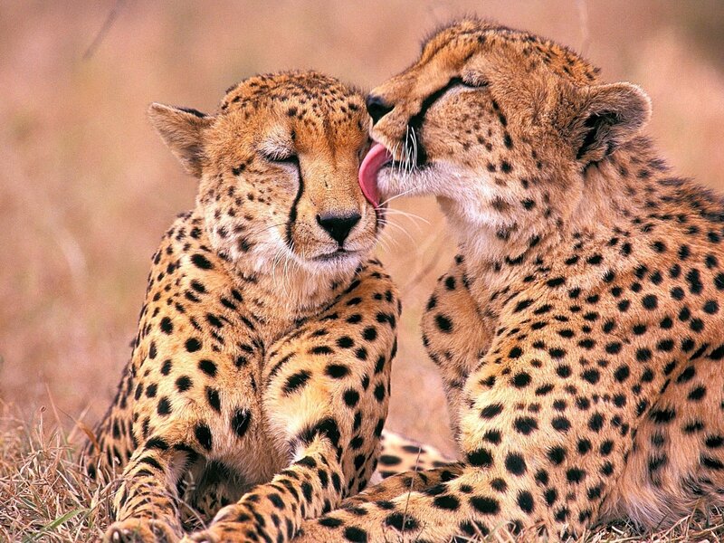 Two Cheetahs Grooming — Tan, Calm, Afternoon, Photograph