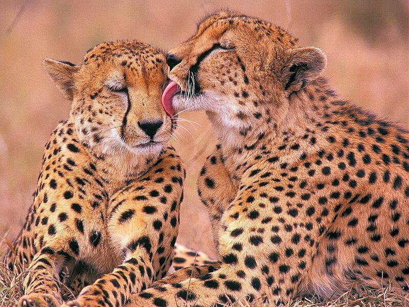 Two Cheetahs Grooming — Tan