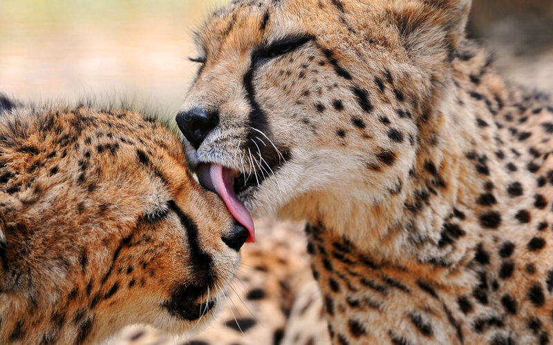 Two Cheetahs Grooming