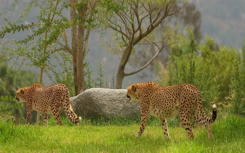 Two cheetahs in a grassy field
