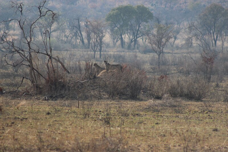 Two Cheetahs in Bush