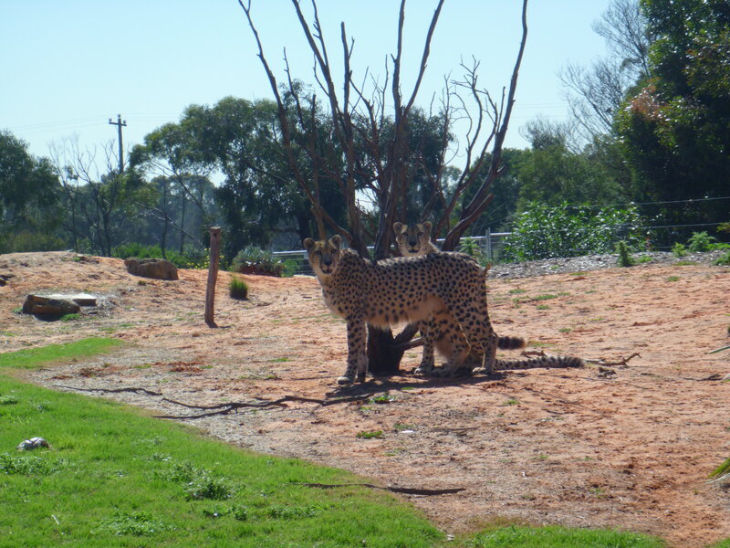 Two Cheetahs in Enclosure