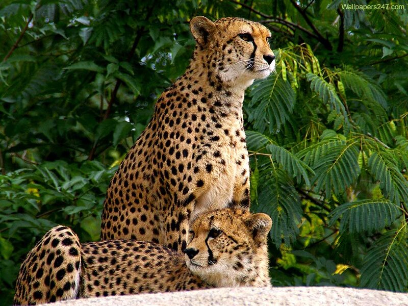 Two Cheetahs in Foliage
