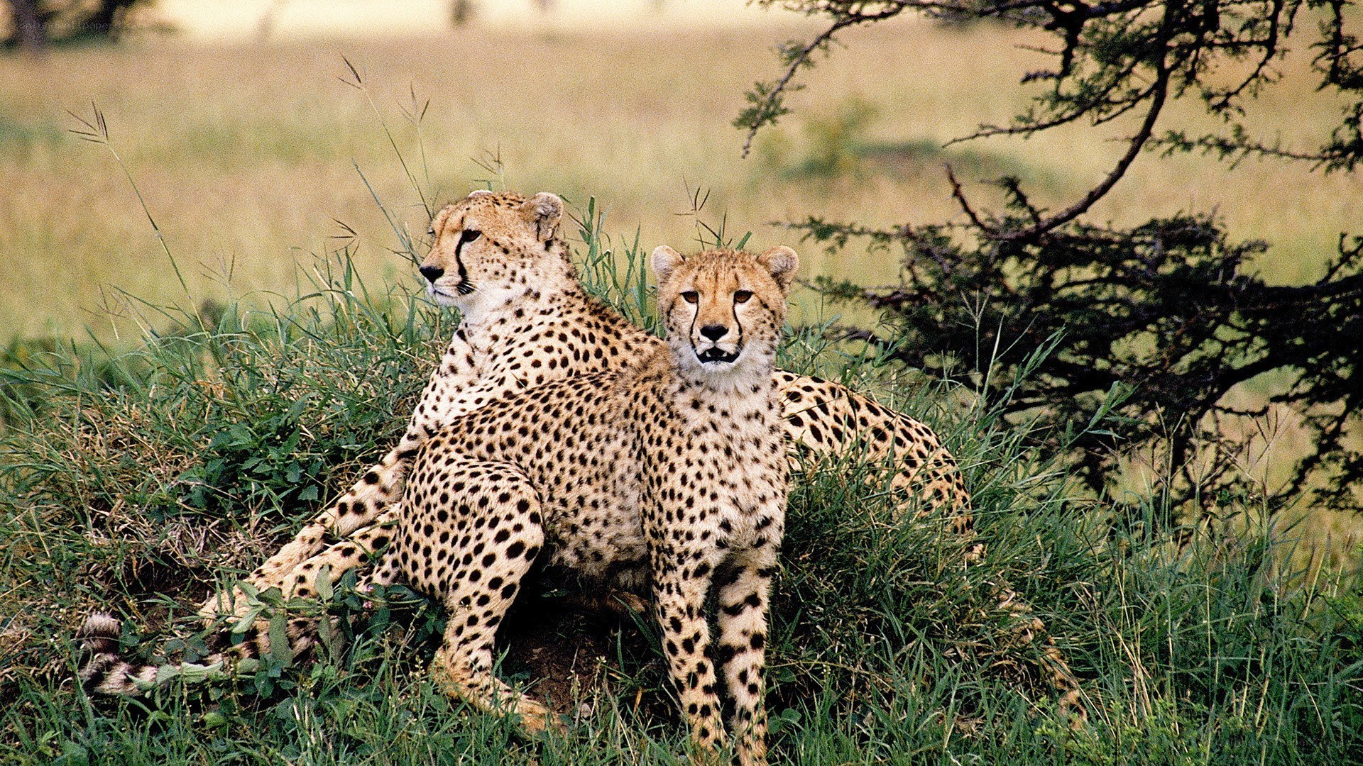 Two cheetahs in grass