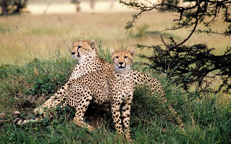 Two cheetahs in grass