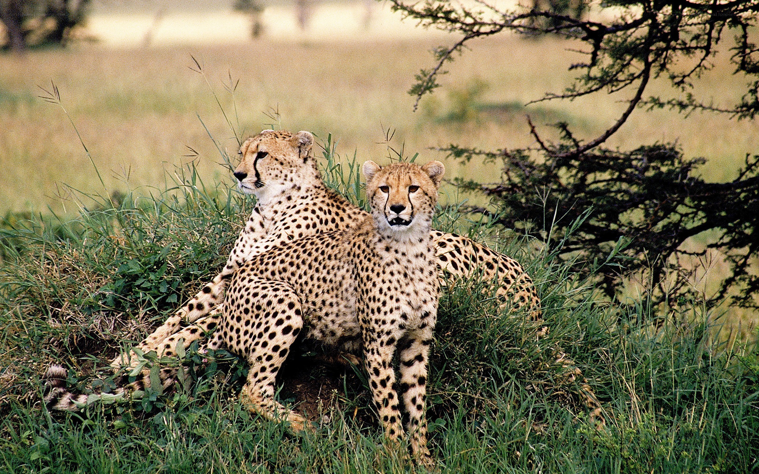 Two cheetahs in grass