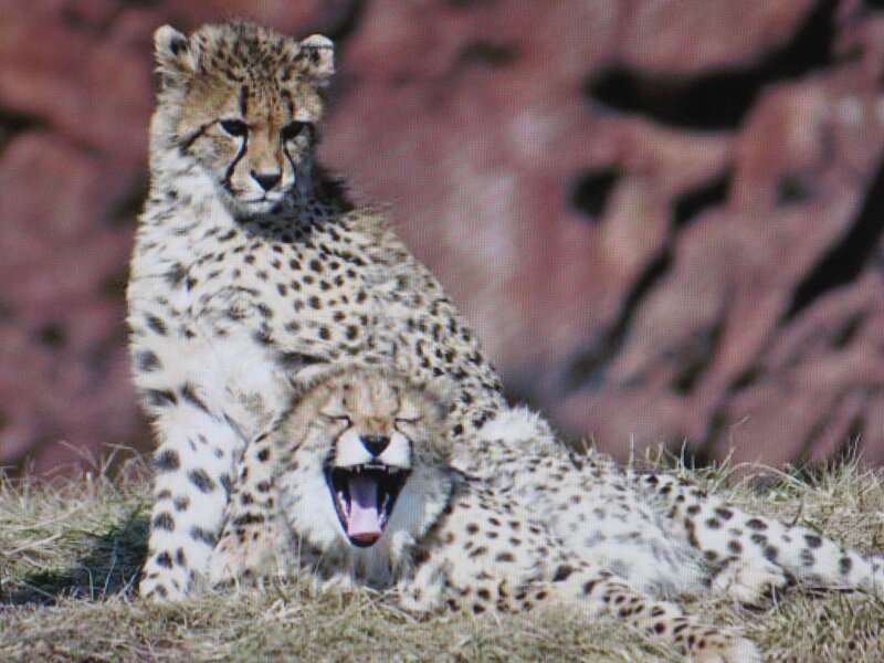 Two cheetahs in grass
