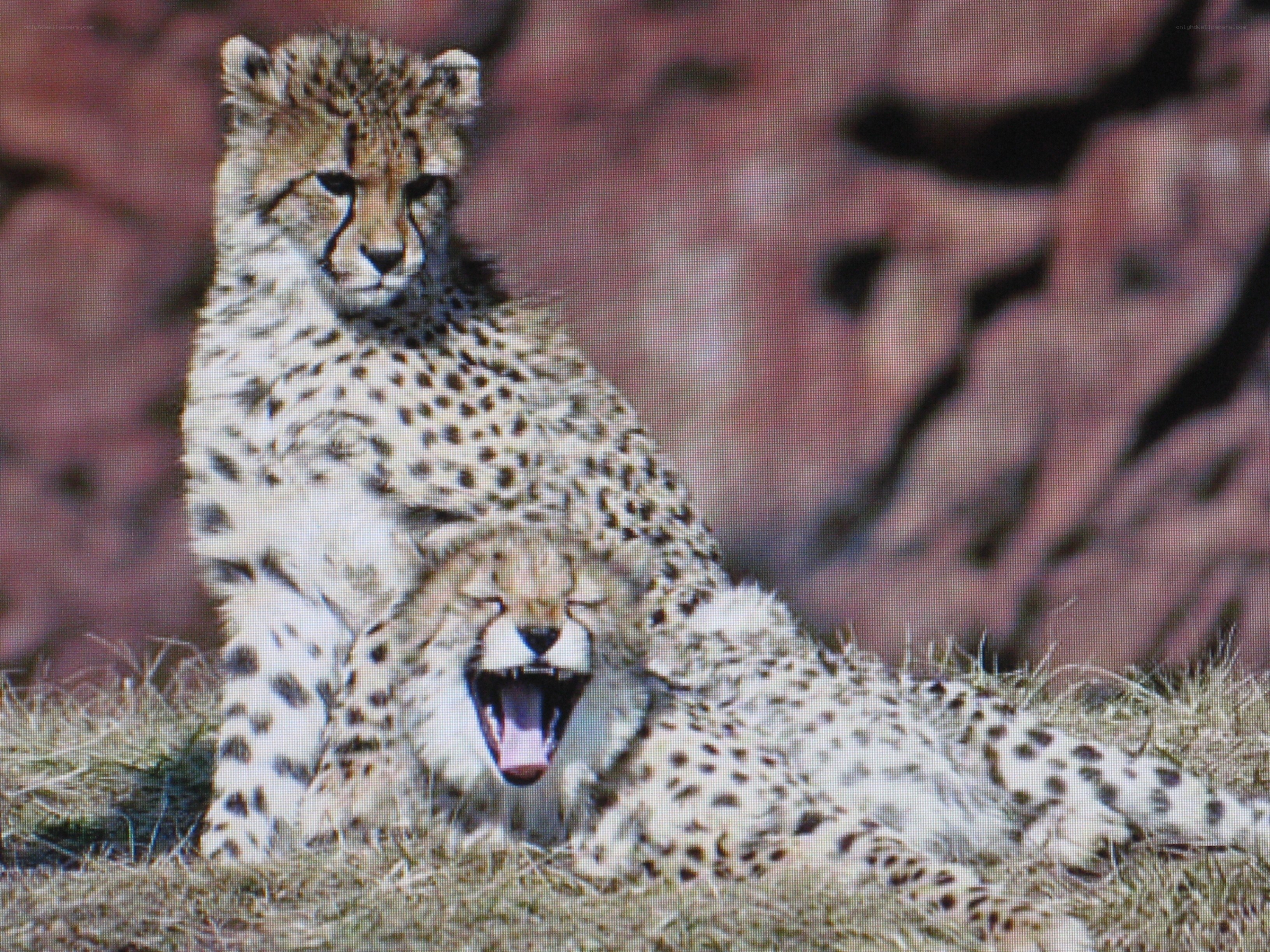 Two cheetahs in grass