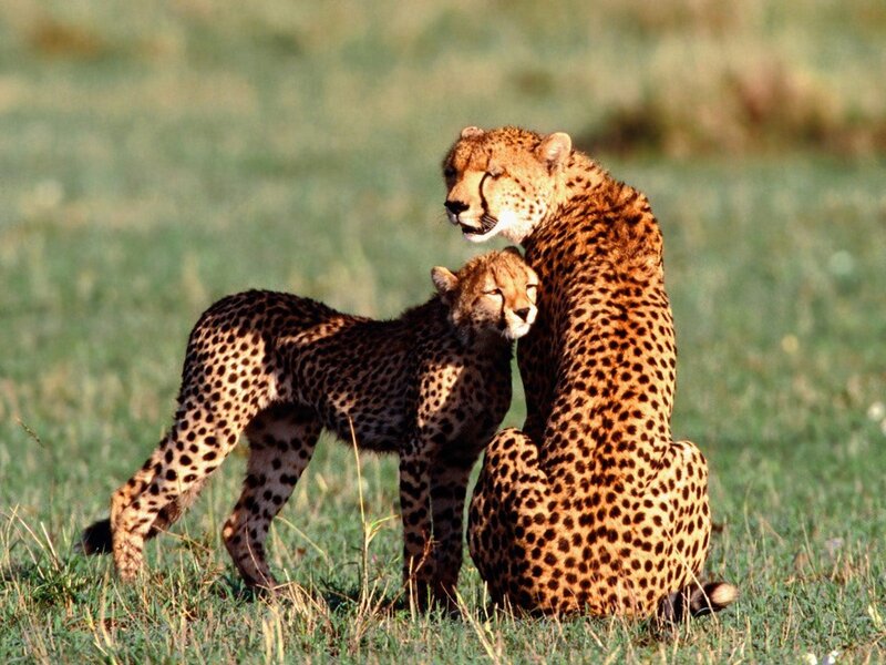 Two Cheetahs in Grass — Afternoon