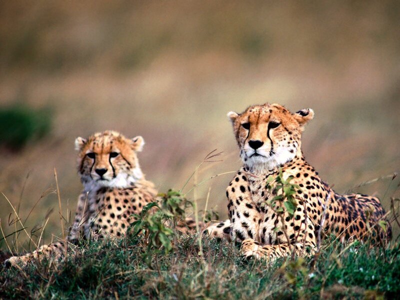 Two Cheetahs in Grass — Brown, Calm, Afternoon, Photograph, Savanna