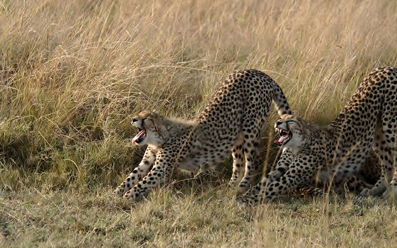 Two Cheetahs in Grass — Brown, Natural, Afternoon