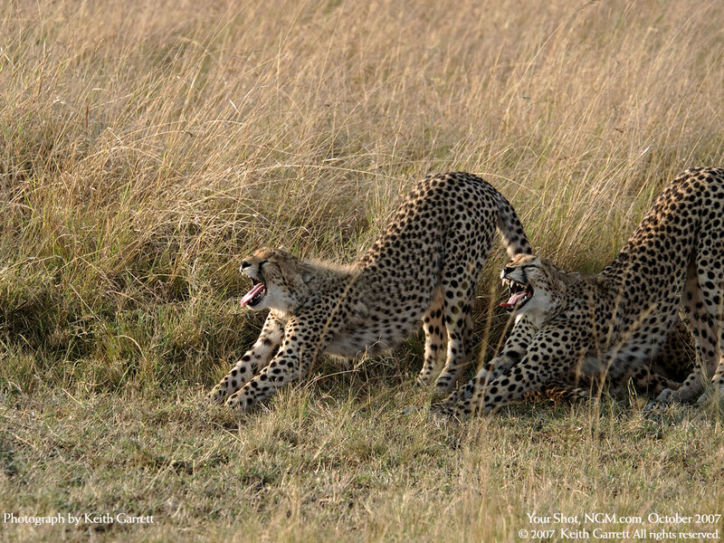 Two Cheetahs in Grass — Brown, Natural