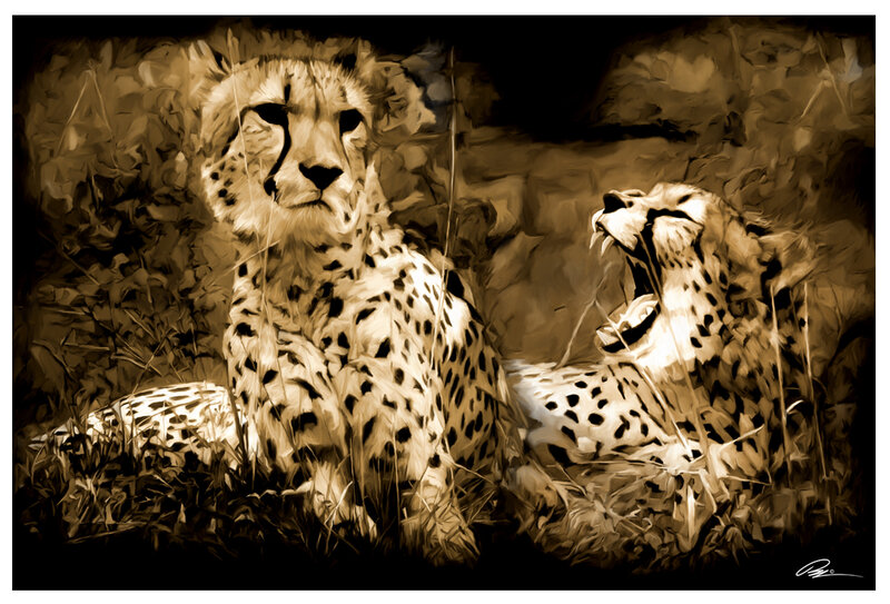 Two Cheetahs in Grass — Brown