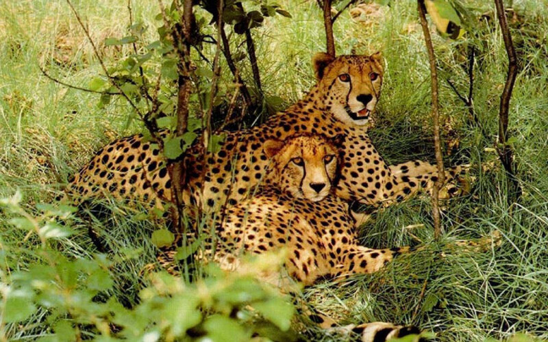 Two Cheetahs in Grass — Green, Calm, Afternoon, Photograph, Bushes