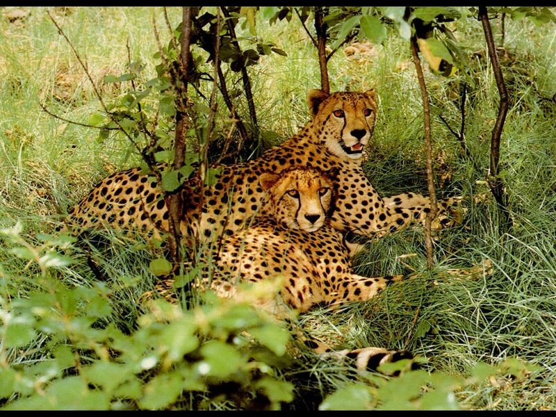 Two Cheetahs in Grass — Green, Calm, Afternoon, Photograph, Bushes, Trees