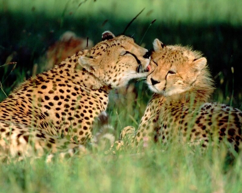 Two Cheetahs in Grass — Green, Calm, Afternoon, Photograph, Cheetah Cubs