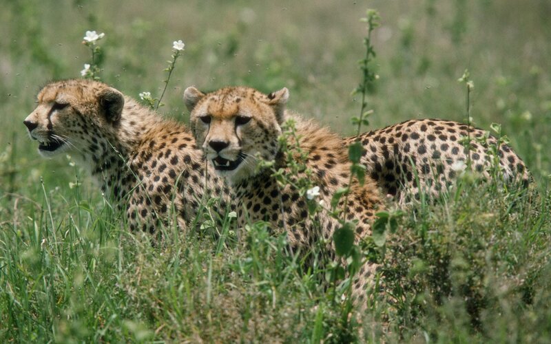 Two Cheetahs in Grass — Green, Calm, Afternoon, Photograph, Flowers