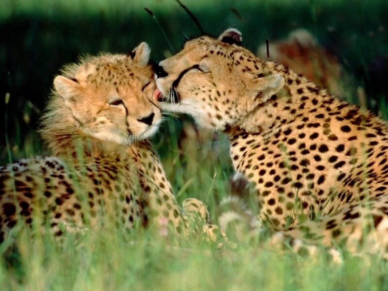 Two Cheetahs in Grass — Green, Calm, Afternoon, Photograph, Tan