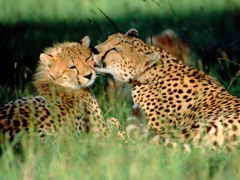 Two Cheetahs in Grass — Green, Calm, Afternoon, Photograph