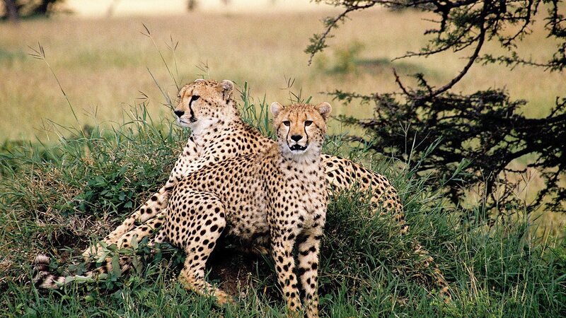 Two Cheetahs in Grass — Green, Calm, Afternoon, Photograph, Tree
