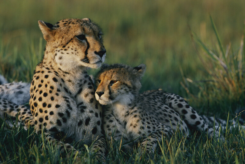 Two Cheetahs in Grass — Green, Calm, Sunset