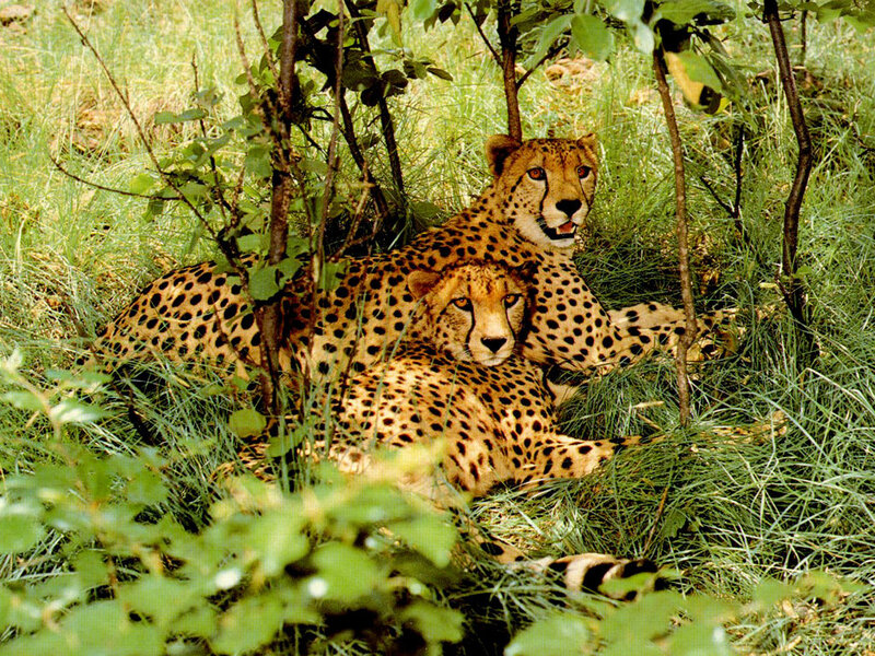 Two Cheetahs in Grass — Green, Calm