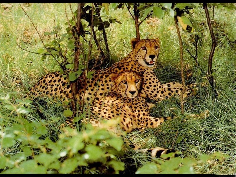 Two Cheetahs in Grass — Green