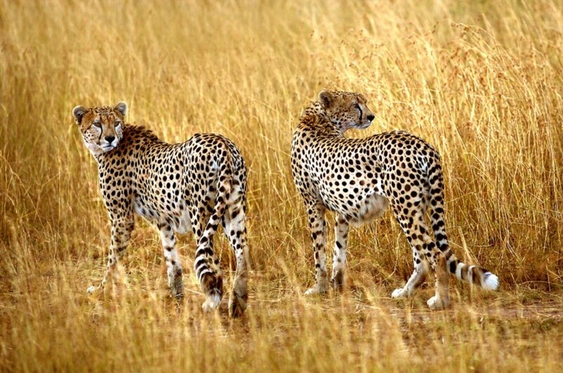 Two Cheetahs in Grass — Yellow