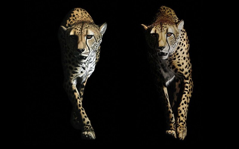 Two cheetahs in motion