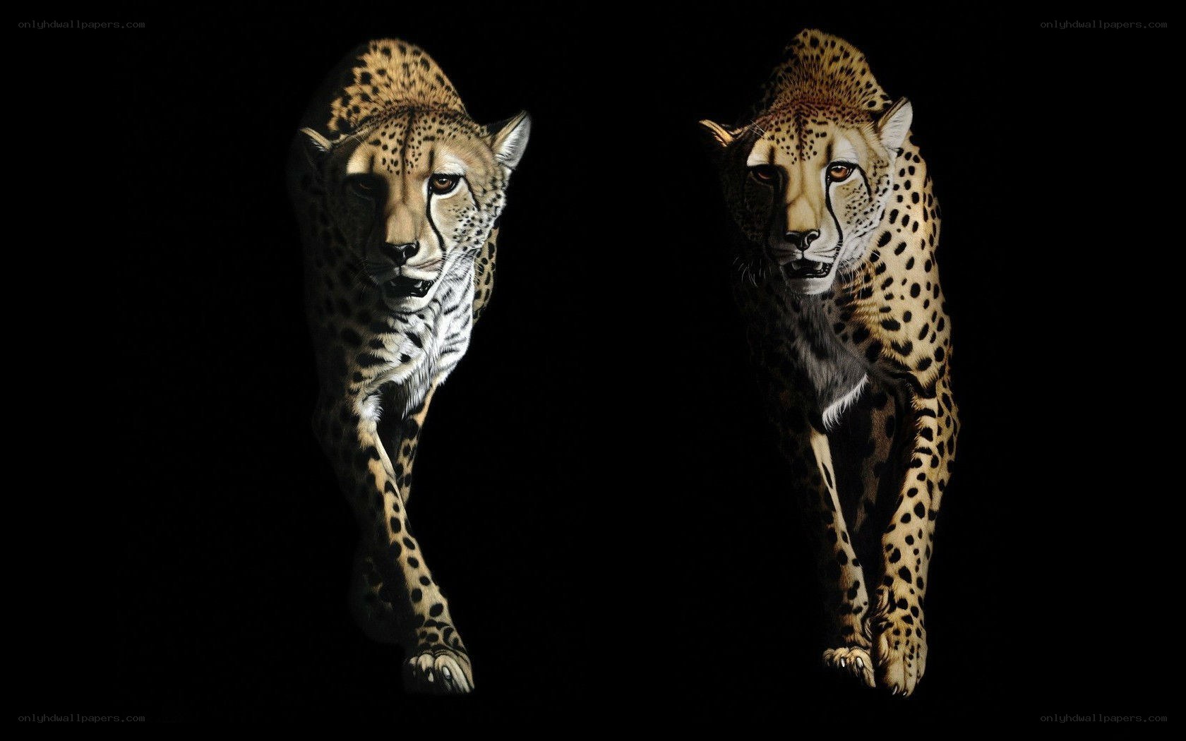Two cheetahs in motion