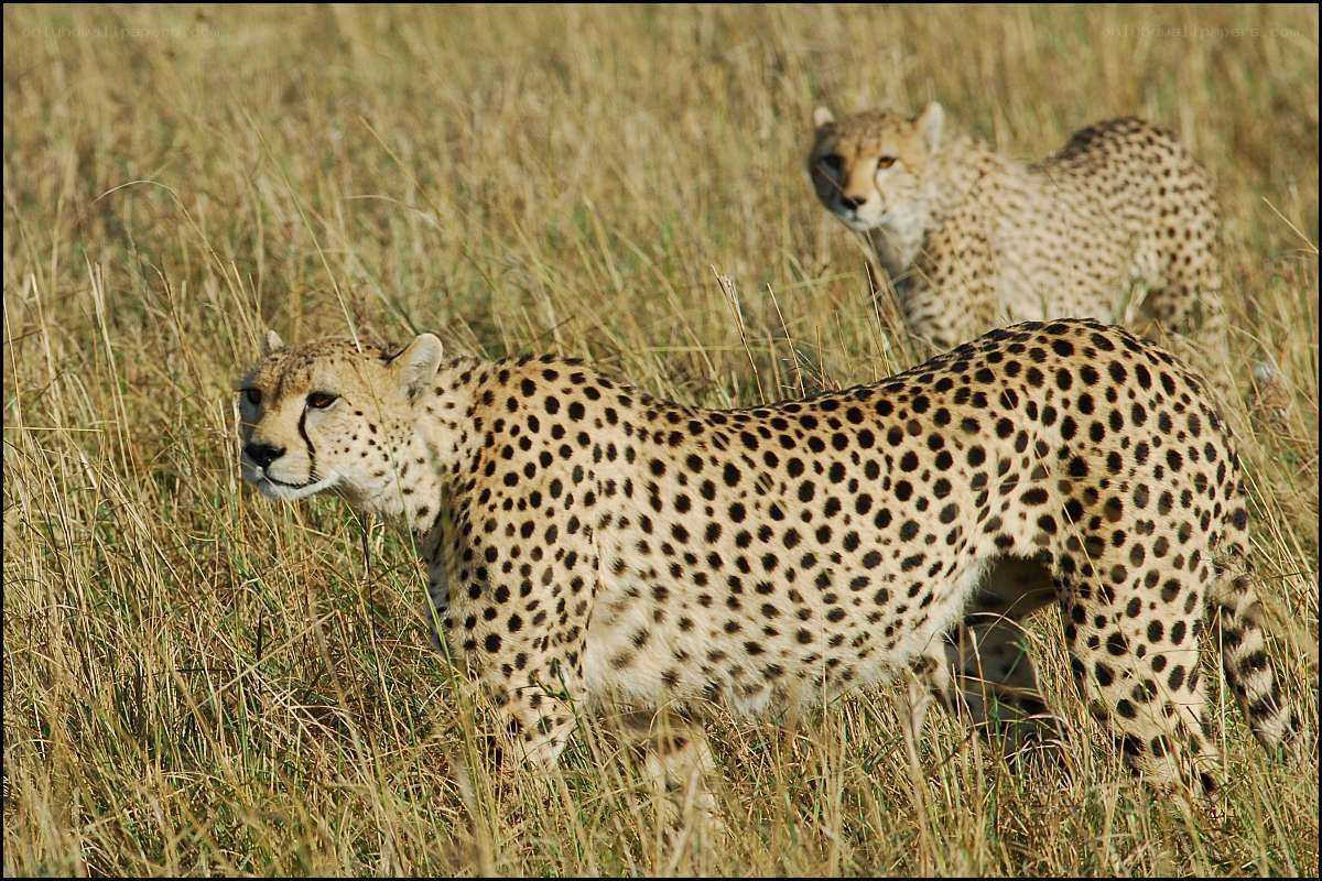 Two cheetahs in tall grass