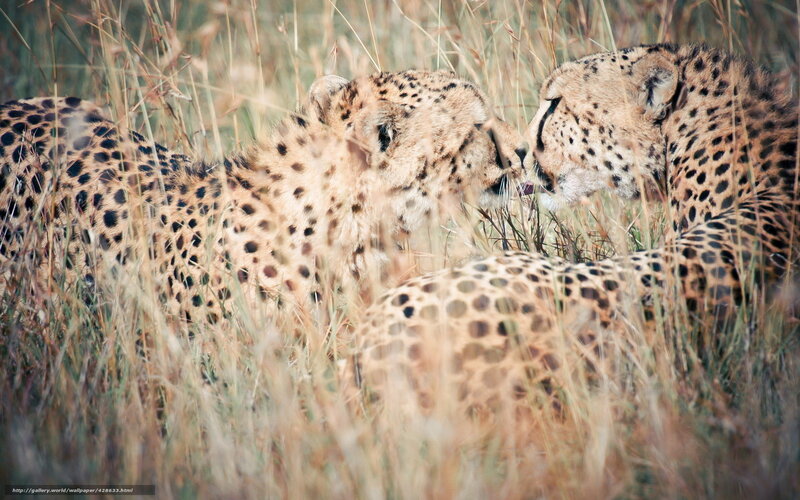 Two cheetahs in tall grass