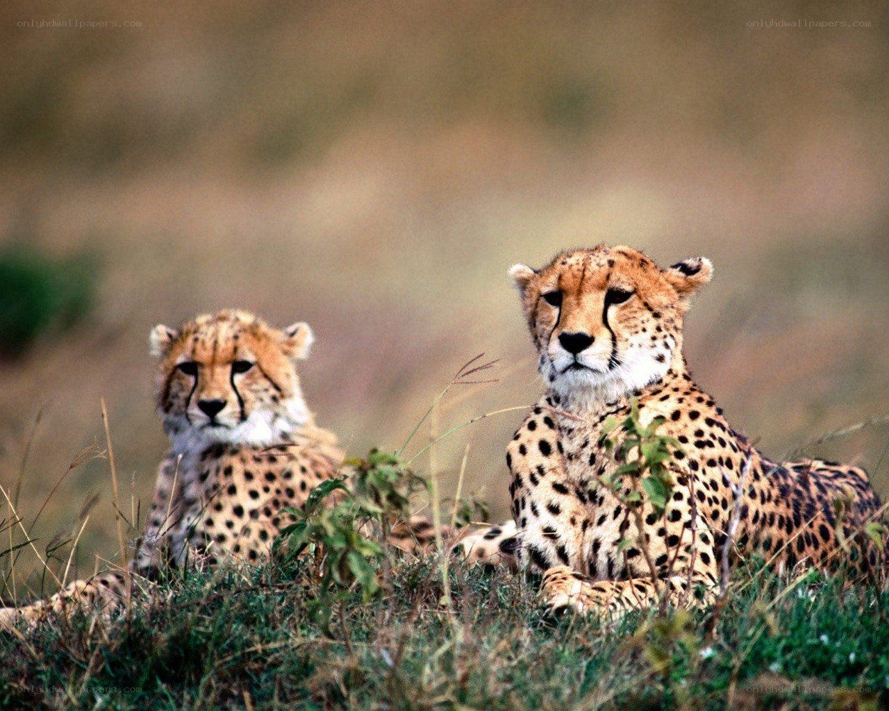 Two cheetahs in the grass