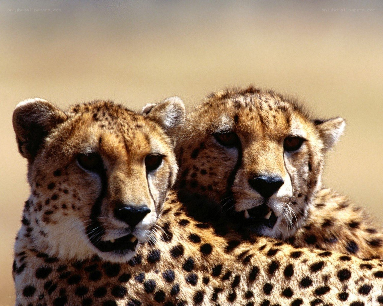 two cheetahs in the wild