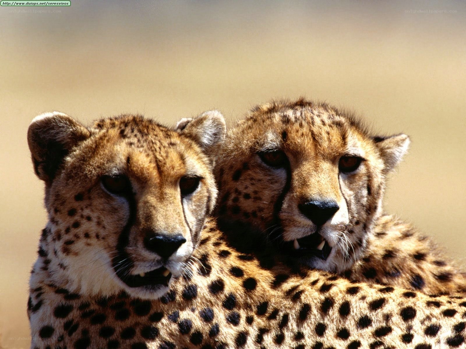 Two cheetahs in the wild