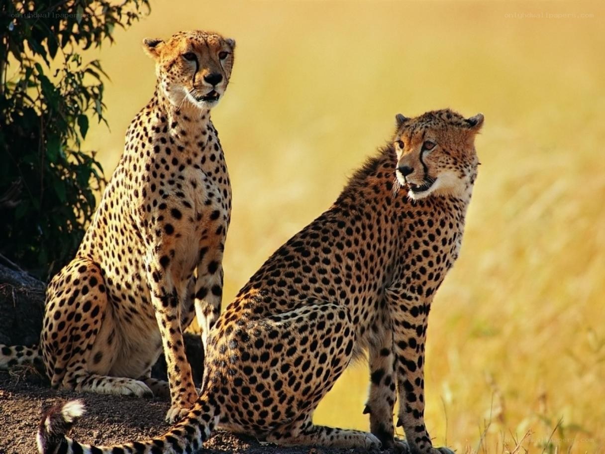 Two cheetahs in the wild