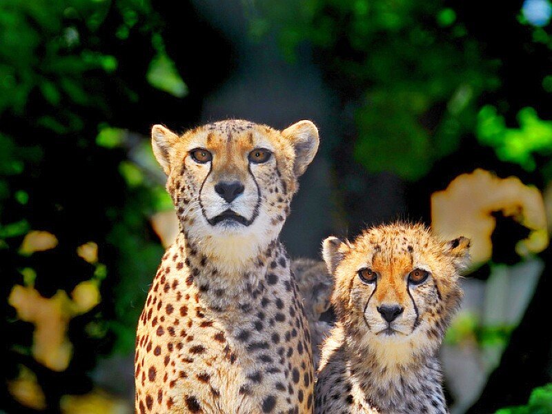 Two cheetahs in the wild