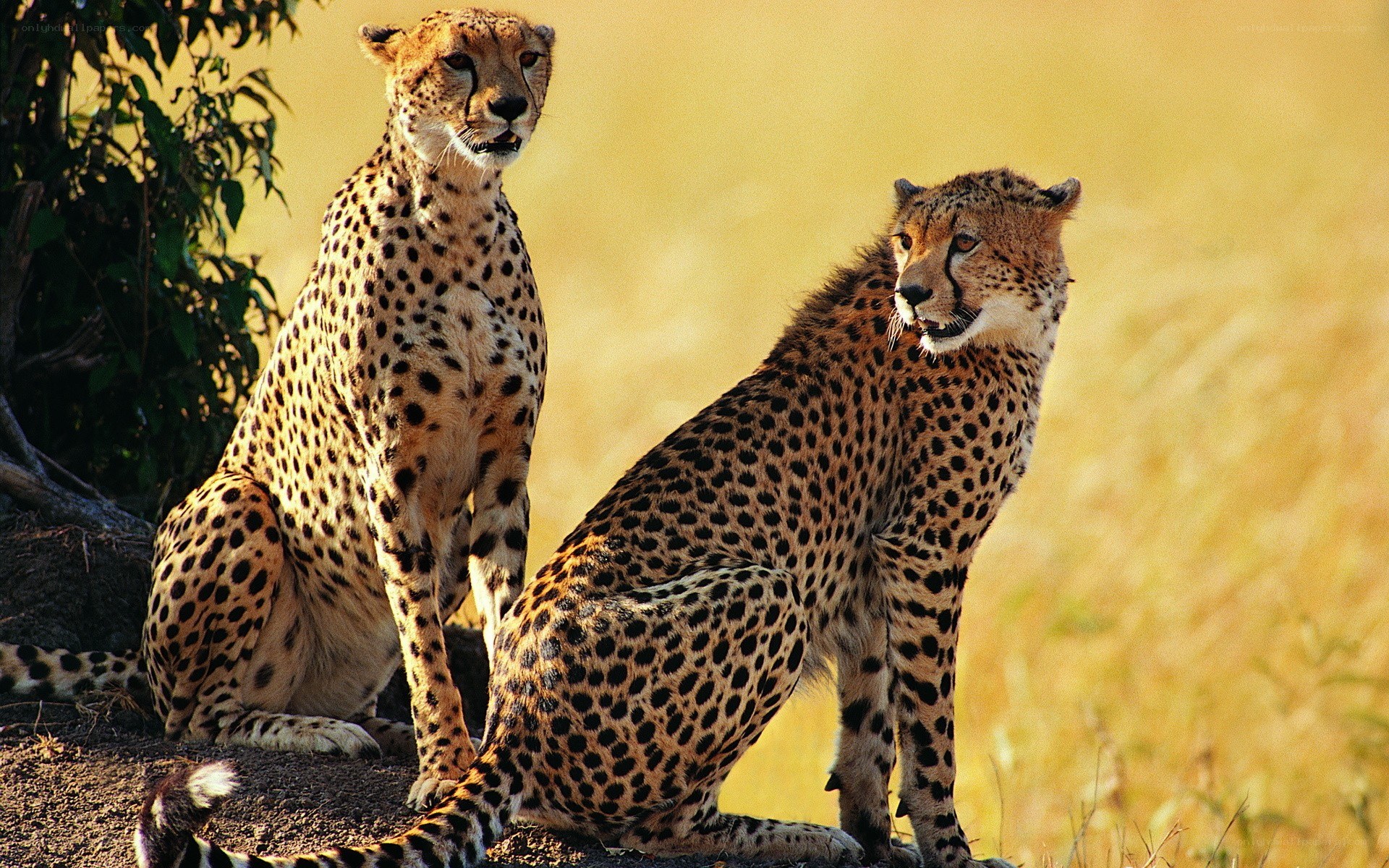 Two cheetahs in the wild