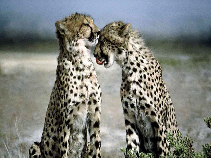 Two Cheetahs Interacting — Tan, Calm, Afternoon
