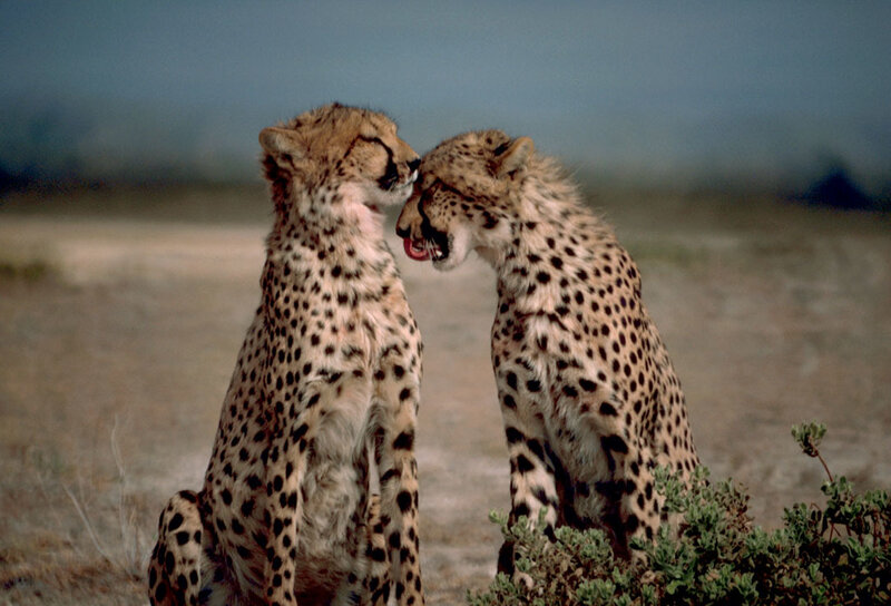 Two Cheetahs Interacting — Tan, Calm