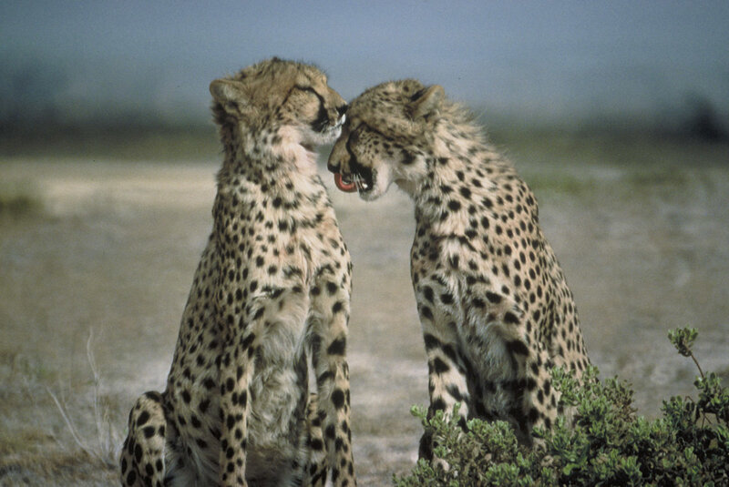 Two Cheetahs Interacting — Tan